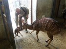 Chovatel Martin Slepica se v jihlavské zoo stará taky o malou antilopu nyalu...