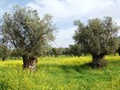 Staleté olivovníky