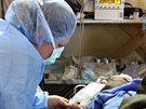 eský polní chirurgický tým v Iráku