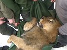 Drama v libereck zoo. Lev Basty spadl pi transportu na zem