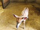 V jihlavské zoo se narodila samika antilopy nyaly níinné