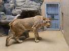 Zoologick zahrada v Liberci zskala z Pae lvici Shani. Vytvoit lv pr se...