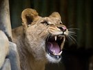Lvi berbertí by se v liberecké zoo mli dokat asem vtího výbhu. 