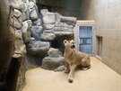 Zoologick zahrada v Liberci zskala z Pae lvici Shani. Vytvoit lv pr se...
