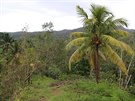 Stezku parkem lemují ukázkové palmy obsypané kokosy, které místní umí...