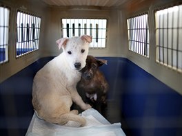 Více ne dv stovky ps zachránili amerití aktivisté z psí farmy v...