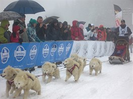 Samojed speen pi zpahovm sportu, kter se nazv mushing