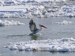 PELIKÁN MEZI KRAMI. Pelikán vzlétá mezi ledovými krami na Dunaji v rumunském...