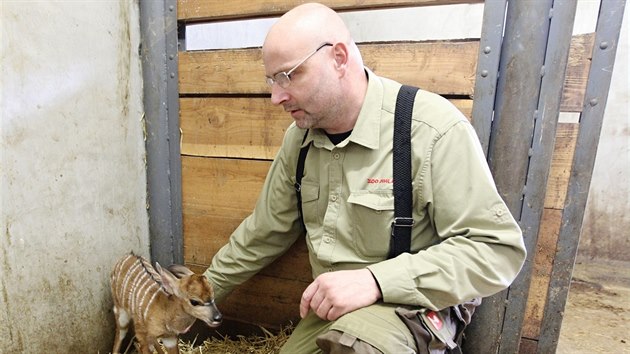Chovatel Martin Slepica se v jihlavsk zoo star taky o malou antilopu nyalu ninnou.