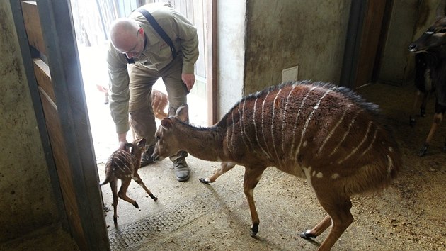 Chovatel Martin Slepica se v jihlavsk zoo star taky o malou antilopu nyalu ninnou.