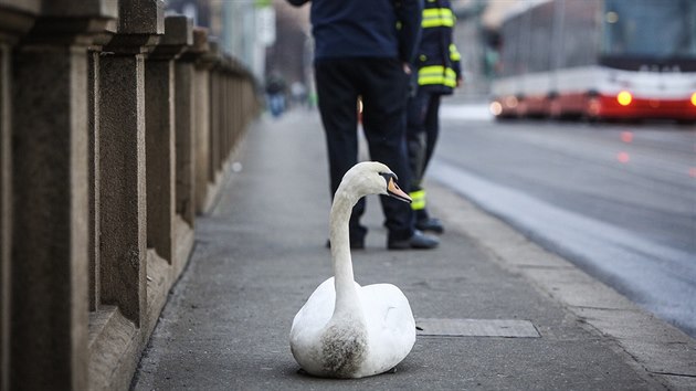 Hasiči odchytávali na Palackého mostě v Praze dvě zraněné labutě, které narazily do tramvajových trolejí (17. ledna 2017).