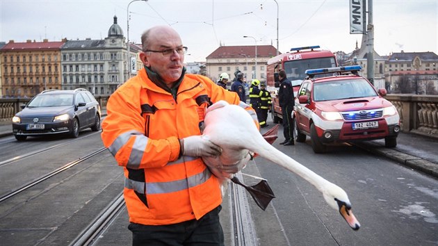 Hasiči odchytávali na Palackého mostě v Praze dvě zraněné labutě, které narazily do tramvajových trolejí (17. ledna 2017).