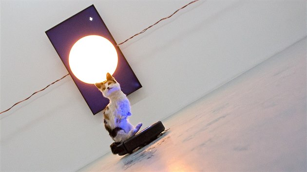 Galerií projíždí vycpaná kočka na vysavači. Výstavu si v Domě umění můžete prohlédnout do 11. února.