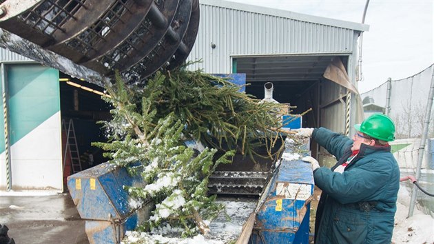 Likvidace vánočních stromků na zlínské skládce Suchý důl.