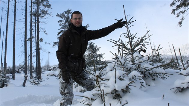 Mluvčí správy KRNAP Radek Drahný ukazuje mladé stromky, které vyrostly na pasece nad Malou Úpou po orkánu Kyrill.