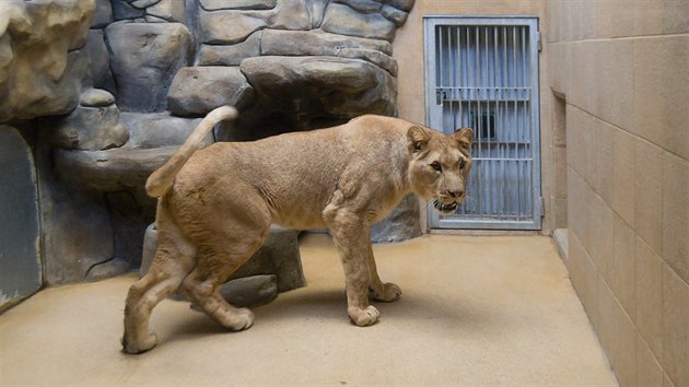 Zoologick zahrada v Liberci zskala z Pae lvici Shani. Vytvoit lv pr se samcem Terrym nebylo jednoduch. Jedin dostupn lvice v Evrop byla prv v Pai a zjem o n mlo vc zahrad.