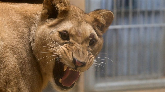 Zoologick zahrada v Liberci zskala z Pae lvici Shani. Vytvoit lv pr se samcem Terrym nebylo jednoduch. Jedin dostupn lvice v Evrop byla prv v Pai a zjem o n mlo vc zahrad.