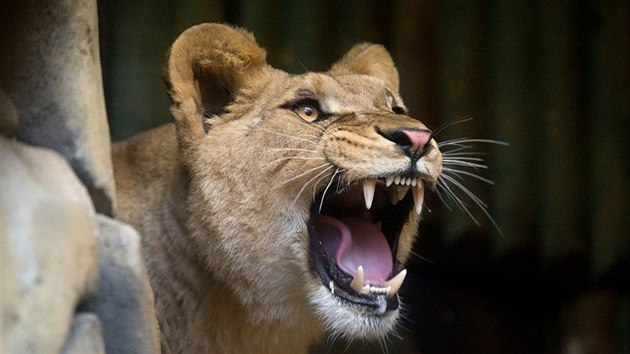 Lvi berberští by se v liberecké zoo měli dočkat časem většího výběhu. 