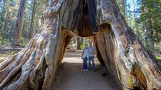 Gigantická sekvoje byla chloubou kalifornského parku Calaveras Big Trees park...