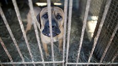 Více ne dv stovky ps zachránili amerití aktivisté z psí farmy v...