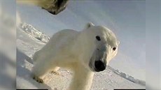 Ze záznamu kamery, kterou mla lední medvdice na Aljace pipevnnou na krku.