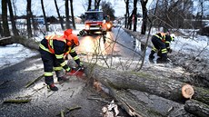 Hasii odstraují padlé stromy na silnici ze Staré Role na Rosnice. (13. ledna...