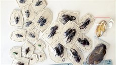 Exempláe chránných druh hmyzu nalezené pi domovní prohlídce byly takto...