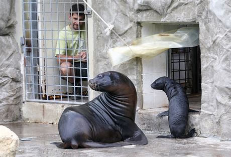 Bazén s lachtany patí k neoblíbenjím zastávkám v liberecké zoo.