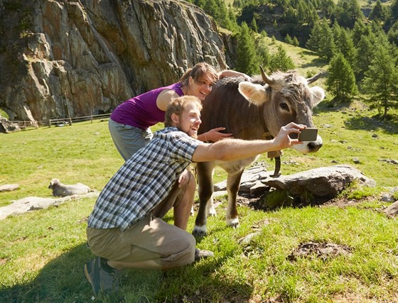 Selfie s krávou