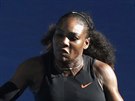 Serena Williamsová se opírá do úderu v semifinále Australian Open.