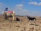 Beduínka se svými kanaánskými psy v okolí izraelského msta Dimona