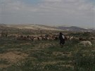 Izraelský beduín s rovnocenným partnerem - kanaánským psem
