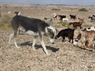 Kanaánský pes hlídající stádo koz v Izraeli