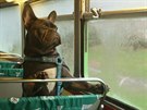 Sedaky autobusu organizátoi upravili pro psí pasaéry.