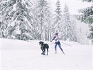 Michaela Srchová bhem tréninku skijöringu