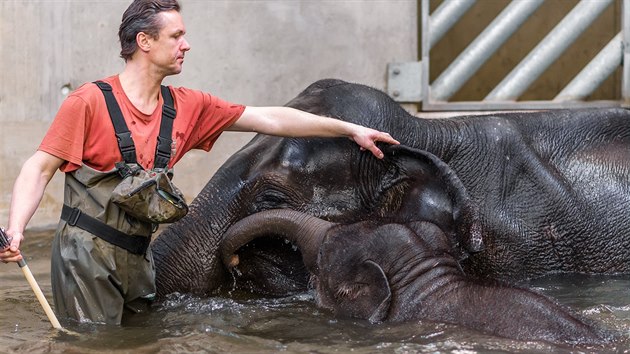 Chovatel dohlíží, aby se slonice opravdu celé namočily a umyly. 