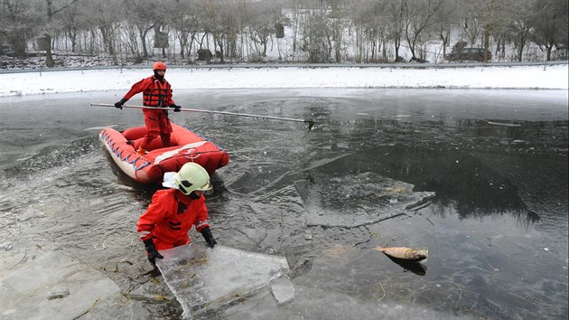 Trojice prasat se utopila poté, co se pod nimi propadl led na zamrzlém rybníce (24.1.2017).