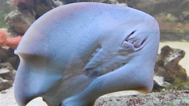 Samice trnuchy modroskvrnn, kterou zskala v lednu 2017 olomouck zoo ze zahrady v nizozemskm Arnhemu.