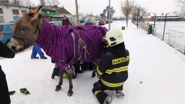 Oslk Pavlk se propadl do ledov vody. Na pomoc mu pijeli strnci, hasii i veterinka.