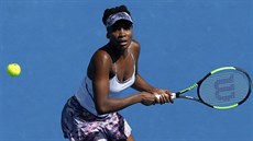 Venus Williamsová se soustedí na úder v semifinále Australian Open.