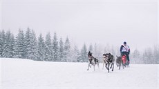 Musher Jií Mencák a jeho psi bhem tréninku.