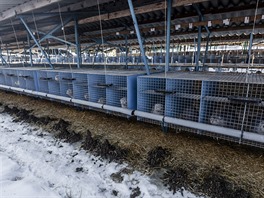 Koeinová farma, norek, ke, koeina (26. ledna 2017, Velký Ratmírov).