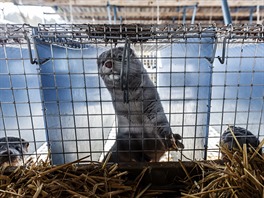 Koeinová farma, norek, ke, koeina (26. ledna 2017, Velký Ratmírov).