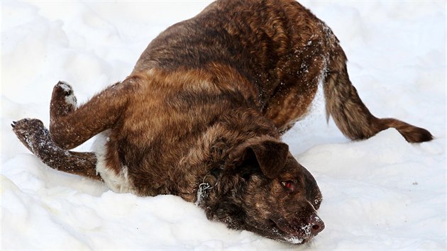V Šindelové našli týraného psa, kterého kdosi pravděpodobně praštil lopatou, zavázal do pytle a zakopal do hromady sněhu. V současné době je pejsek v péči záchranné a odchytové služby pro zvířata v Dalovicích, provozovatel služby Petr Prokeš mu začal říkat Bojar.