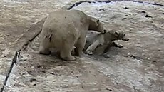 Lední medvíd se propadlo kvírou v ledu, chvíli nemohlo ven