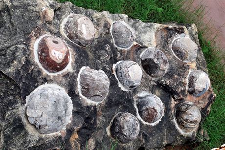 Zkamenlá dinosauí vejce vystavená v Indora Fossil Park v indickém stát...