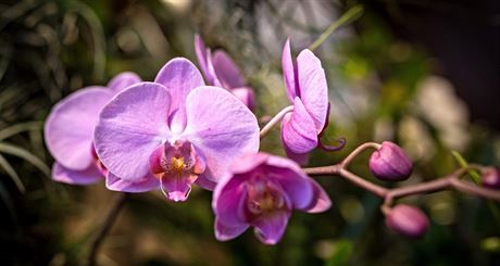 Oblbenou vstavu orchidej, bromli, sukulent a jinch exotickch rostlin...