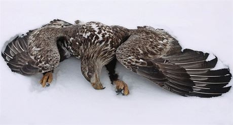 Tohoto orla moského nali ochránci pírody v minulých letech. Zabil jej...