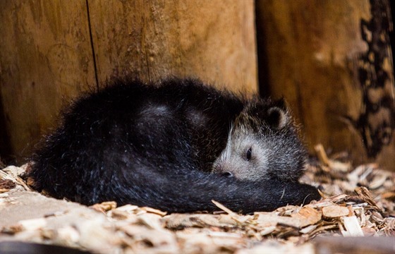 Binturong z ostravské zoo byl podle tená metro,cz nejsympatitjím lednovým mládtem.