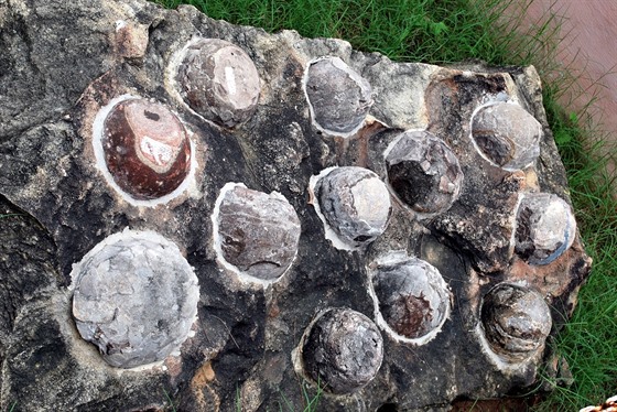Zkamenělá dinosauří vejce vystavená v Indora Fossil Park v indickém státě...